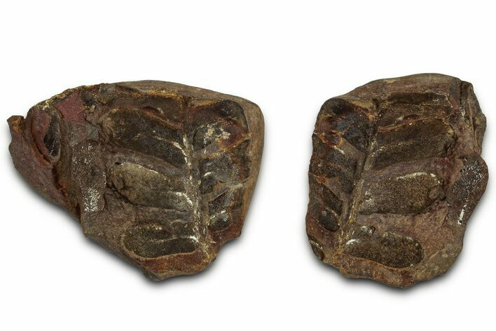 Neuropteris Fern Fossil Nodule Pos/Neg - Mazon Creek #331692